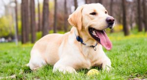 How Long Do Labrador Retriever Live