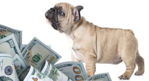 how much do french bulldogs cost