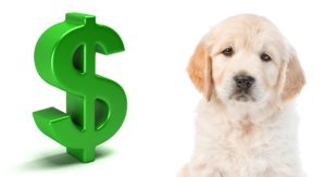 how much is a golden retriever