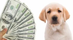 how much is a Labrador