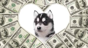 How much is a Siberian Husky