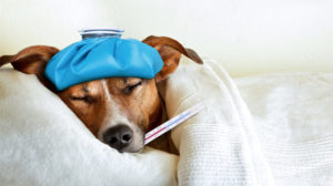 how to make a dog vomit