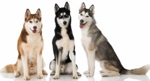 husky colors