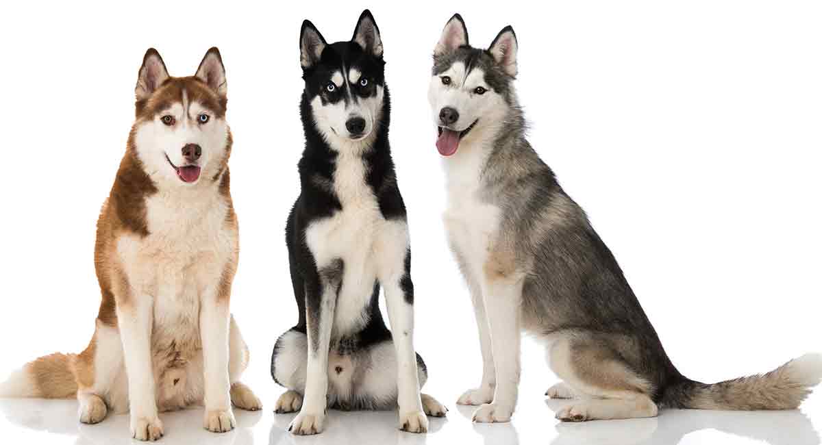 husky colors