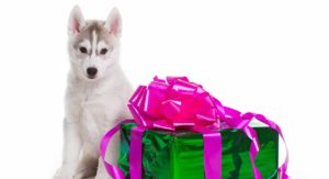 Husky Gifts
