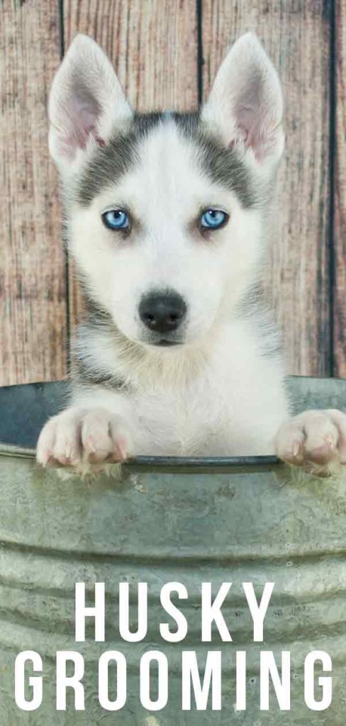Husky Grooming