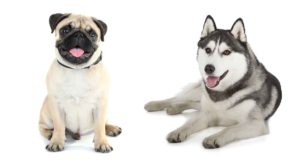 Husky Pug Mix