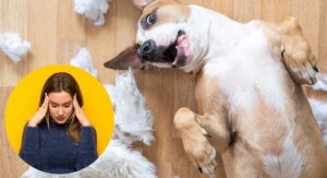 best indestructible dog toys