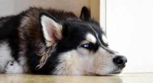 is my dog bored