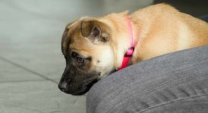 jack russell terrier mixes