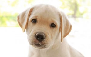 2017 Top 10 AKC Dog Breeds