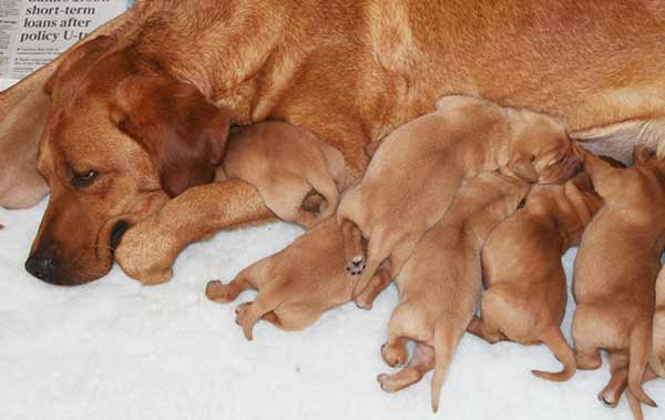 litter of lab puppies