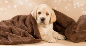 The Labrador Retriever - most popular british dog