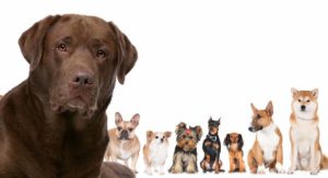 labrador retriever mix