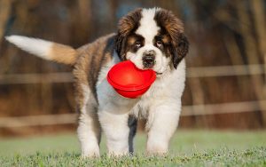 large breed dog food