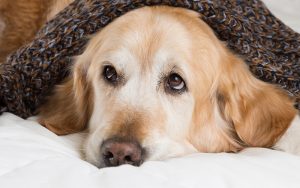 best large dog beds