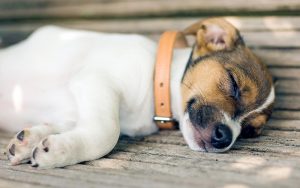 best leather dog collars