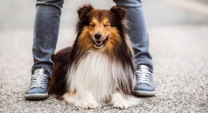 Long Haired Dogs