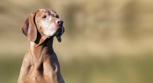 longest living dog breeds
