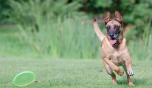 cattle dog breeds