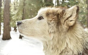 Dogs That Look Like Wolves