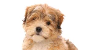 malshipoo