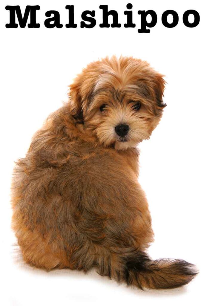 malshipoo
