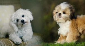 maltese shih tzu
