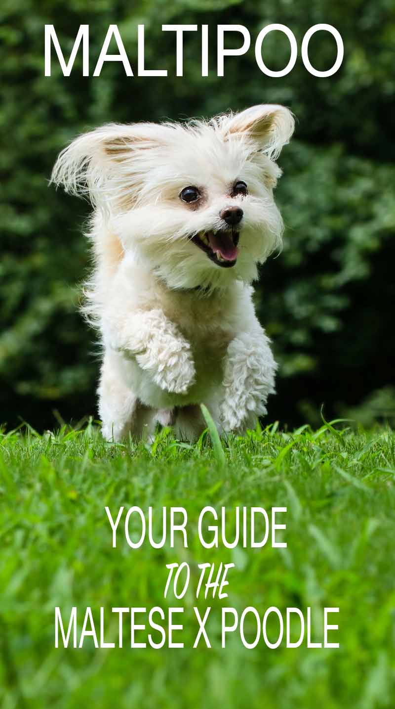 Maltipoo guide