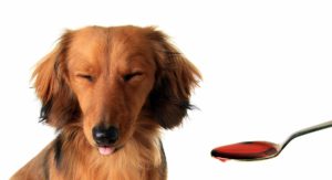 manuka honey for dogs