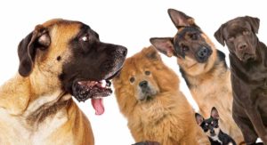 mastiff mixes