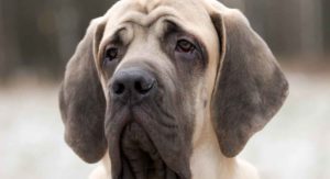 Mastiff Names