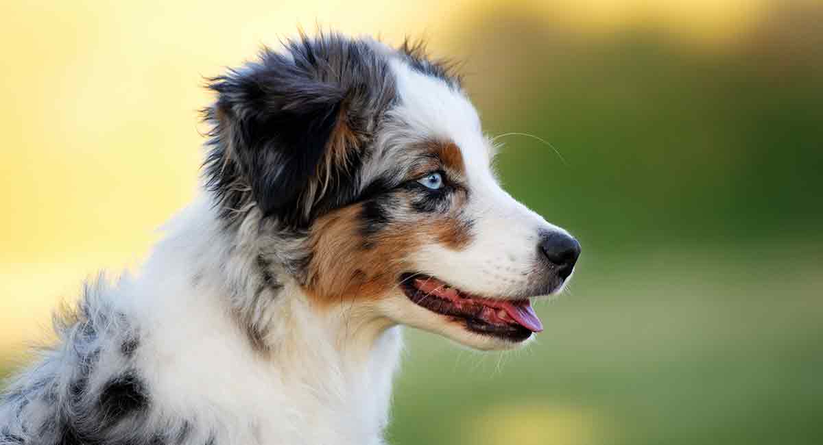 mini australian shepherd