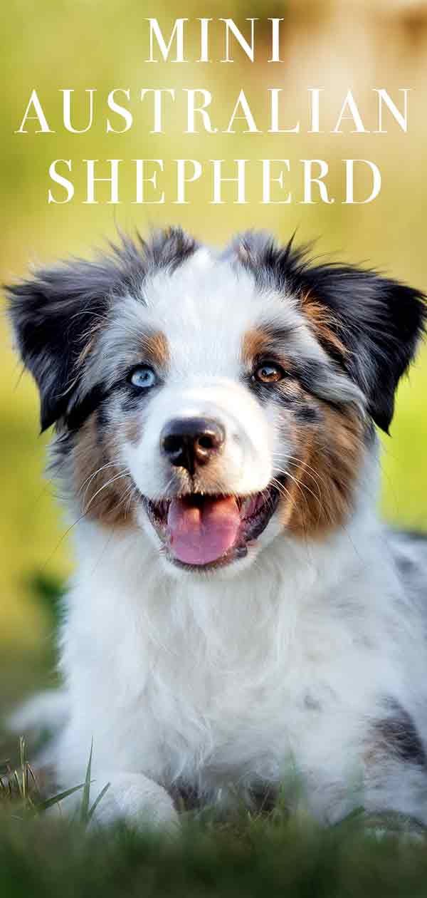 mini australian shepherd