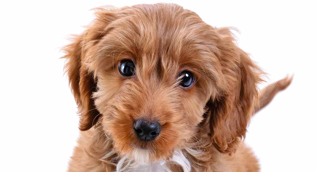 cocker spaniel mixes