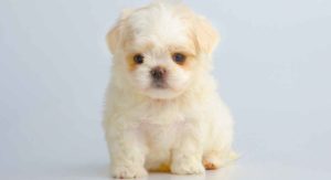teacup Maltese