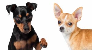 miniature pinscher chihuahua mix