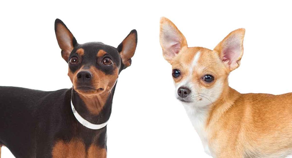 miniature pinscher chihuahua mix