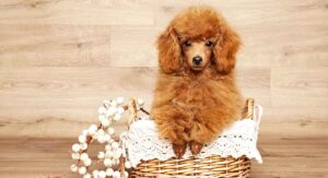 iniature Poodle Dog Breed Information Center - The Mini Poodle Guide