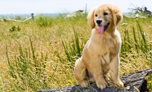 modern dog training