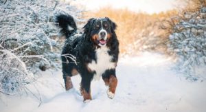 mountain dog breeds