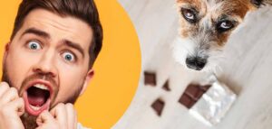 my dog ate chocolate