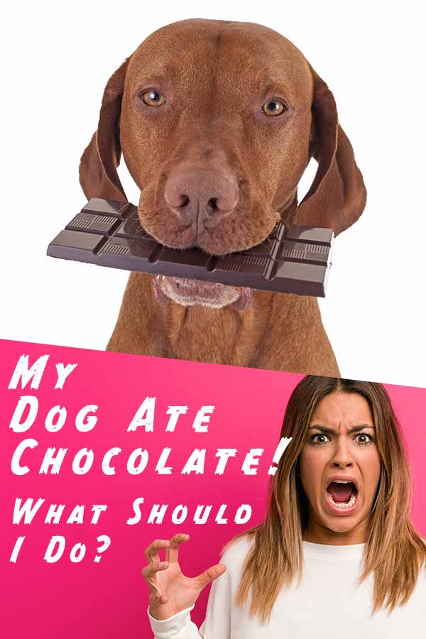 dog eating chocolate
