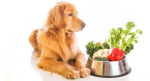 natural dog food