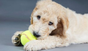 how to train a naughty puppy