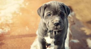 neapolitan mastiff