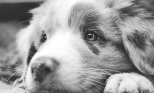 negative reinforcement in dog training