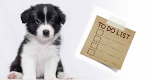 new puppy checklist