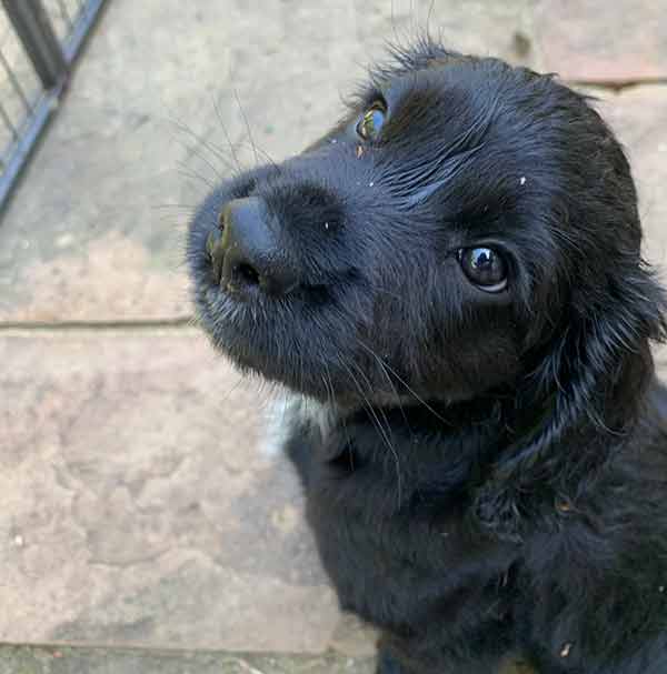 8 week old cocker spaniel puppy