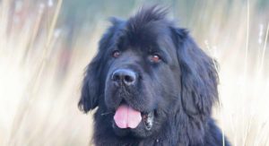 The Newfoundland dog is a giant breed.